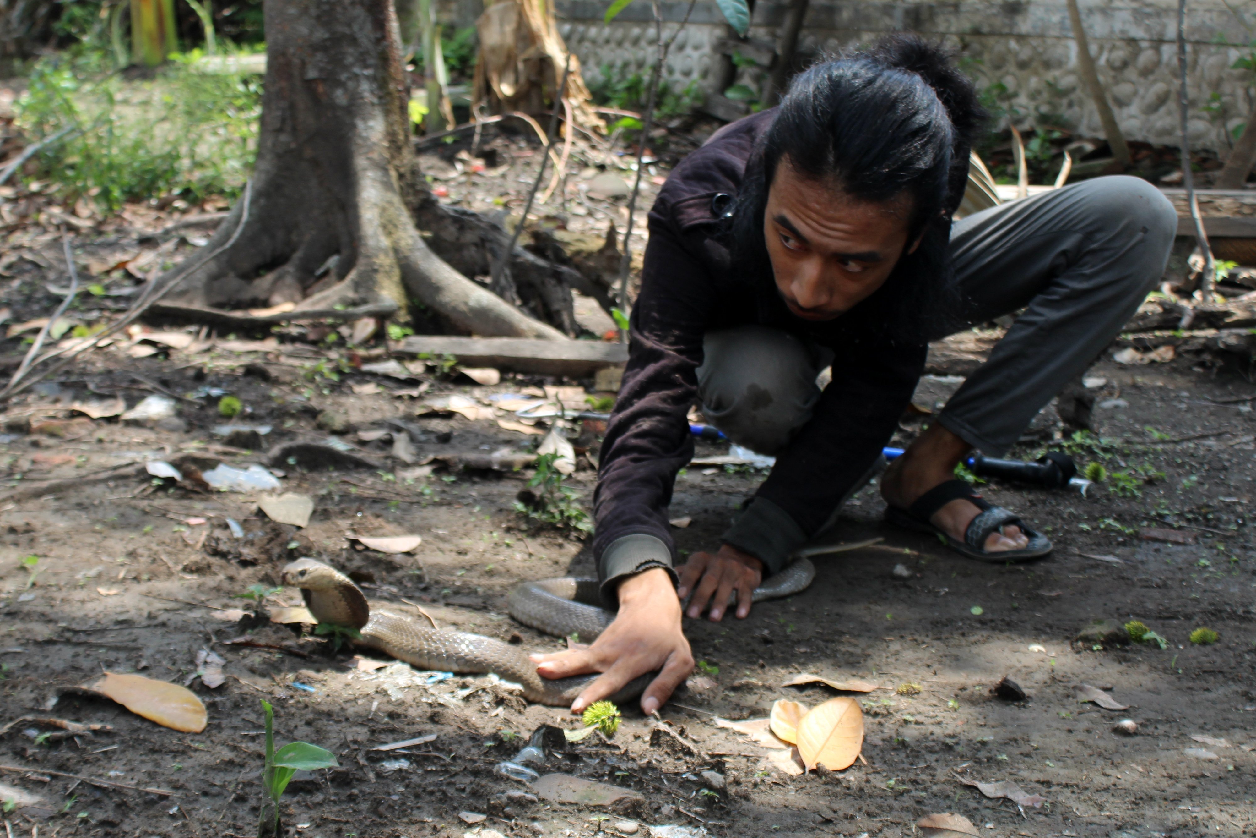 Warga menangkap seekor ular kobra yang masuk wilayah permukiman di Kecamatan Diwek, Jombang, Jawa Timur.