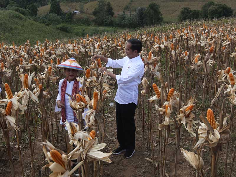 Presiden Joko Widodo bersama Ibu Negara Iriana Joko Widodo, saat panen raya jagung di Desa Botuwombatu, Kabupaten Gorontalo Utara, Gorontalo