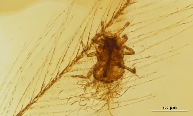 Peneliti menemukan adanya kutu yang memakan bulu dinosaurus berusia 99 juta tahun lalu.