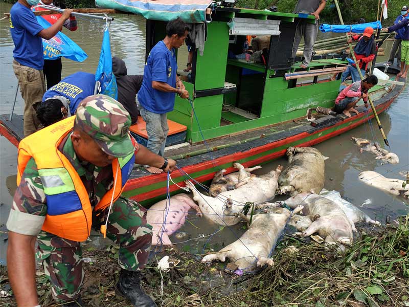 Personel Babinsa TNI mengangkat bangkai babi dari aliran Sungai Bederah, untuk dikubur, di Kelurahan Terjun, Medan, Sumatera Utara.