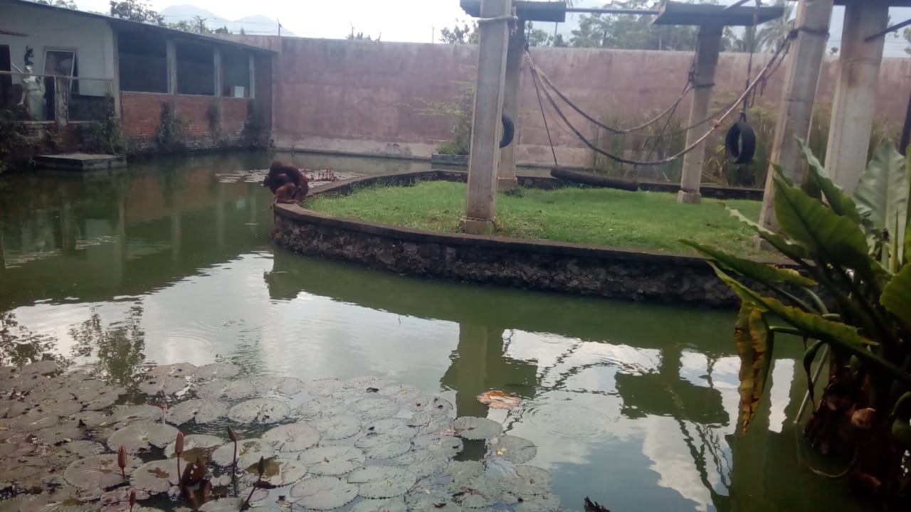 Bayi orang utan lahir di Taman Satwa Cikembulan, Kabupaten Garut, Jawa Barat,