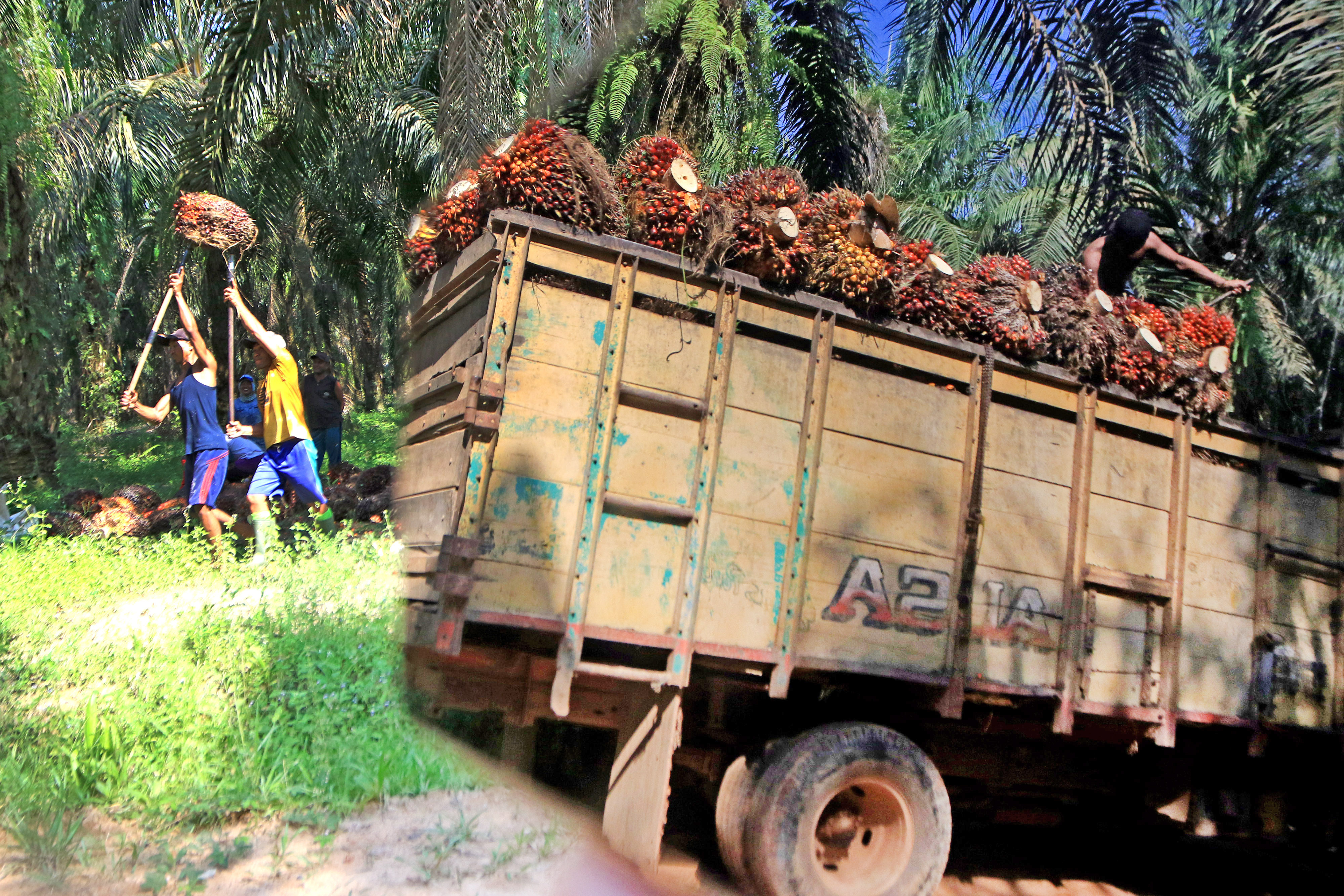 Harga sawit melonjak begitu cepat di awal 2019.