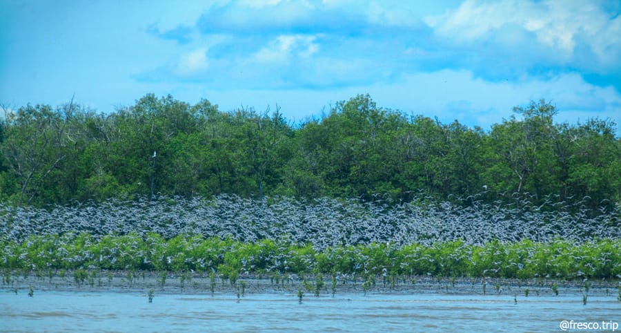 Ratusan jenis burung migran dari Australia berimigrasi mencari makan di kawasan TN Sembilang