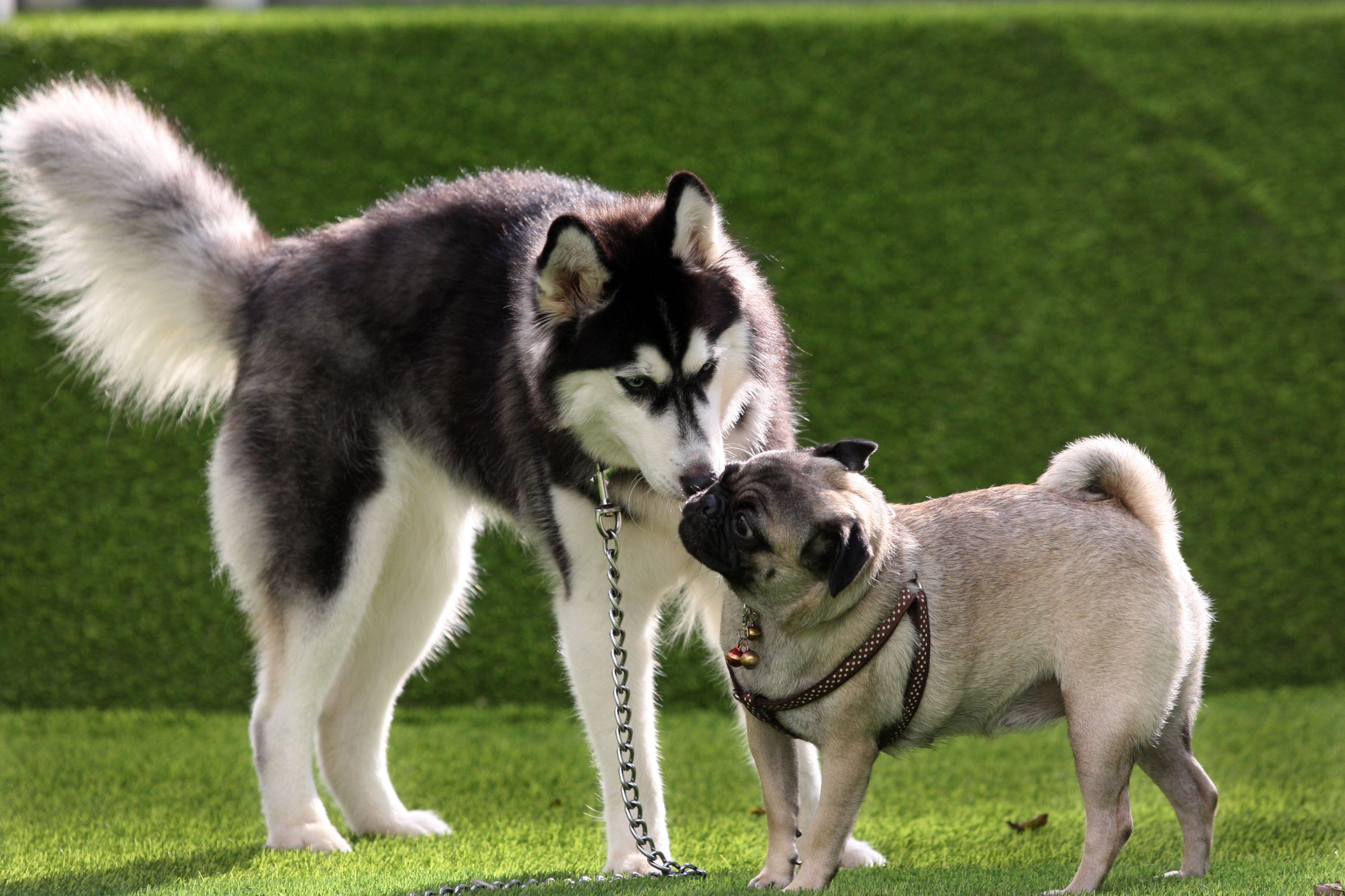 Arena taman bermain anjing PAWS Dog Dream Park di Gading Walk, Mal Kelapa Gading.