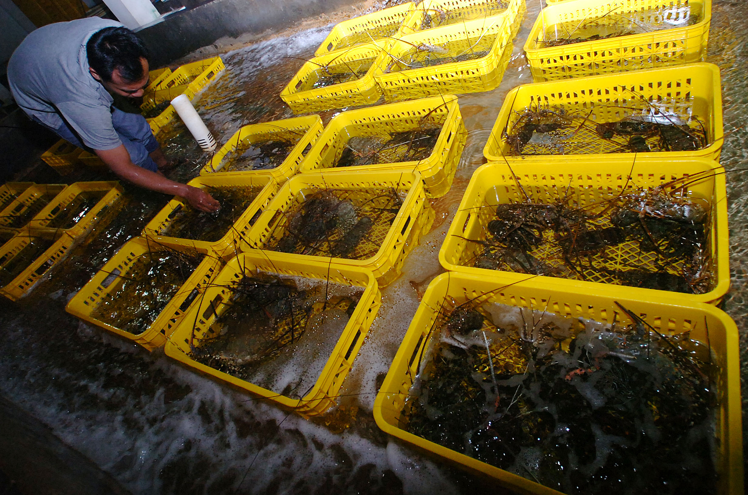 Pekerja memilah lobster untuk diekspor ke Jepang, Tiongkok, Hong Kong, dan Taiwan di Pangandaran, Jawa Barat.