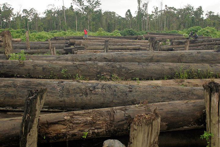 Lima Pelaku Illegal Logging di Bimas, Ditangkap