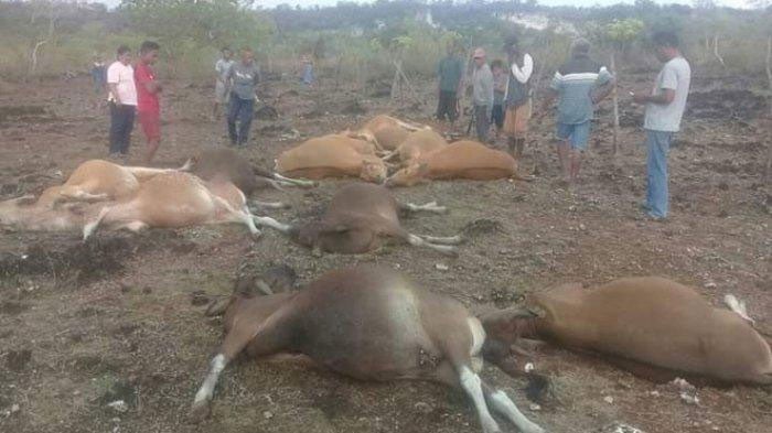SEBANYAK 13 sapi milik empat peternak di Desa Bolok, Kecamatan Kupang Barat, Kabupaten Kupang, Nusa Tenggara Timur, mati  