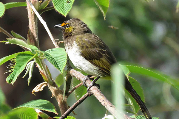 Kampus Unej Jadi Habitat Berbagai Burung