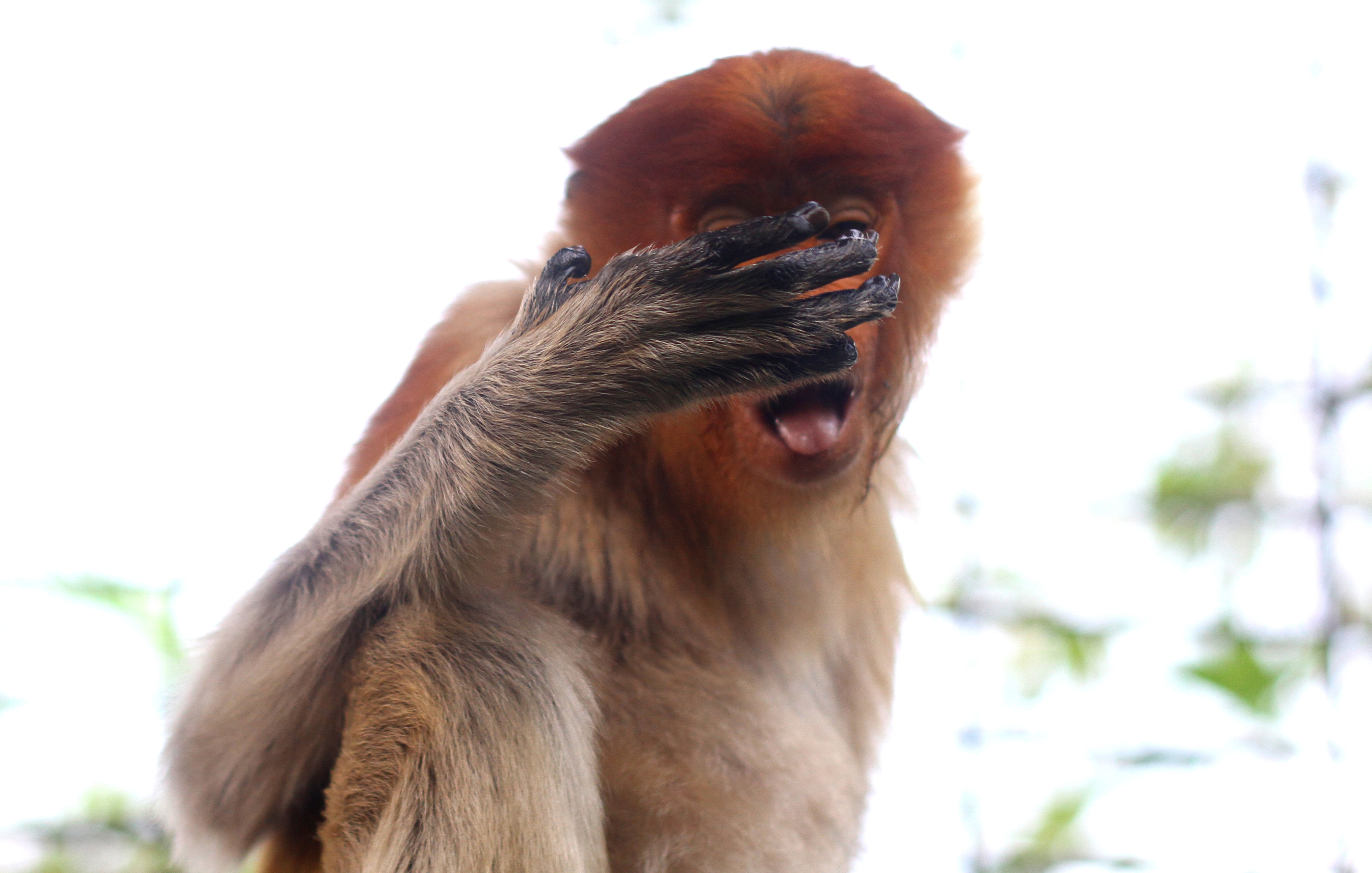 Ilustrasi: seekor bekantan (Nasalis Larvatus