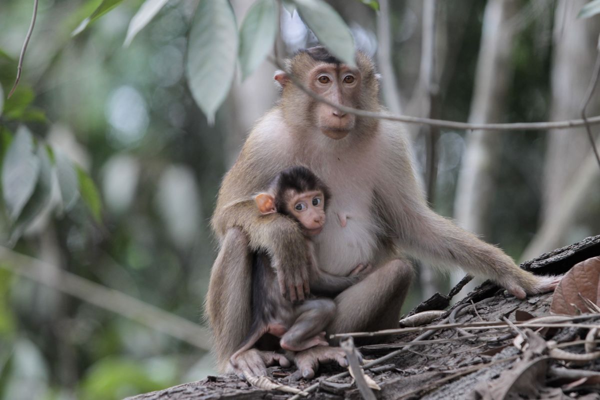 Kawanan Beruk Serang Kebun Durian di Pidie