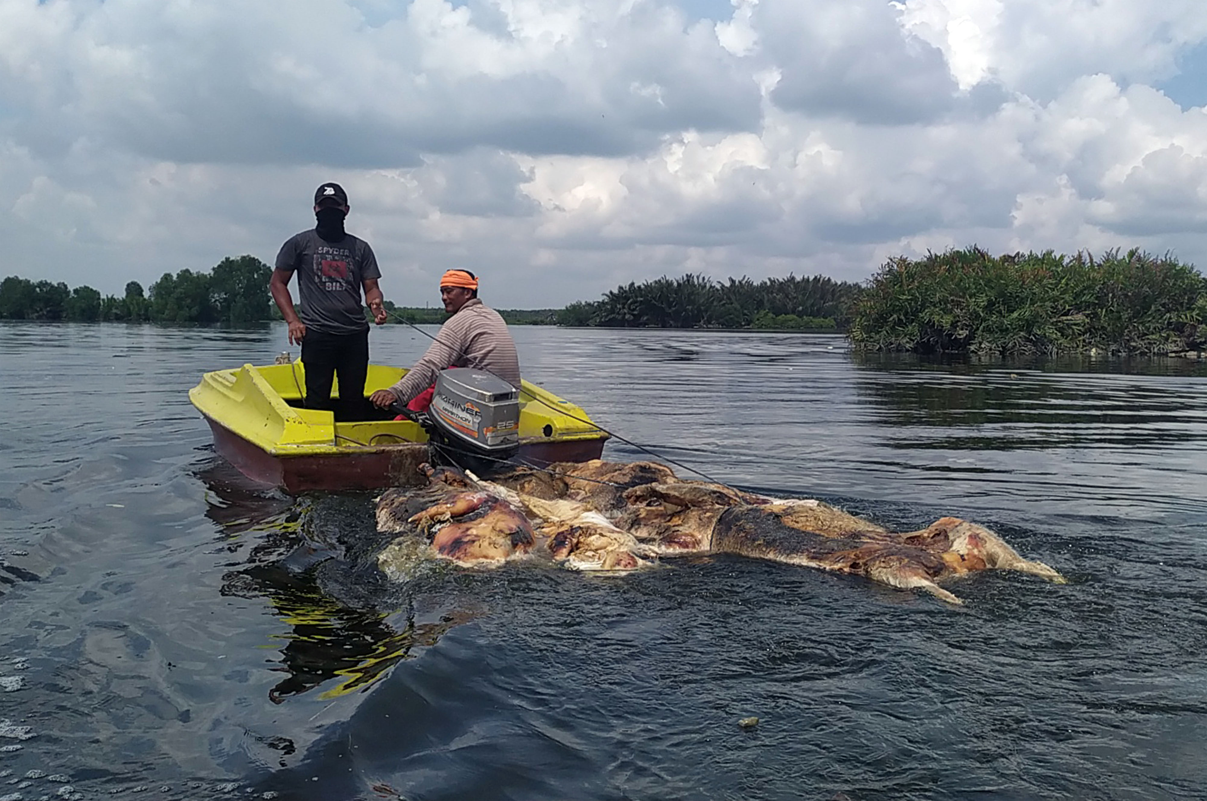  Warga membawa bangkai babi yang dibuang pemiliknya di Danau Siombak Marelan, Medan, Sumatra Utara.