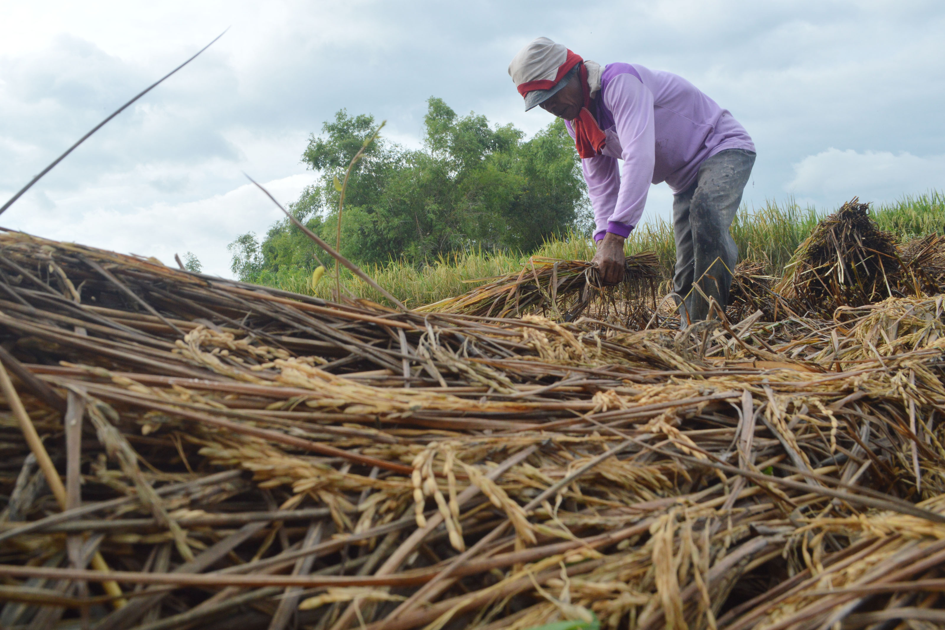 Hama wereng mulai menyerang sejumlah lahan pertanian di Kabupaten Pidie. Petani terpaksa memotong tanaman padi tersebut.
