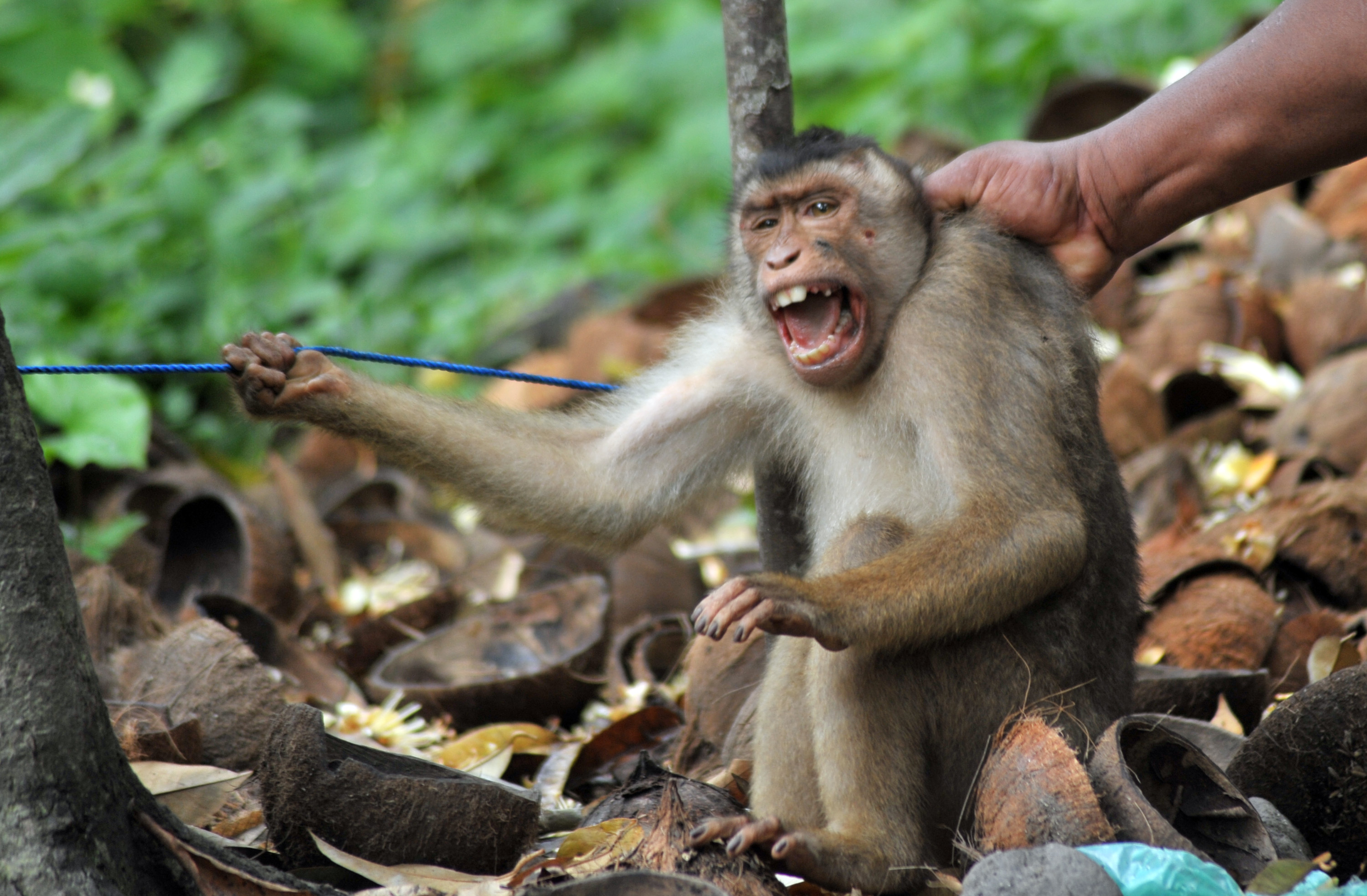 Puluhan monyet berhasil ditangkap