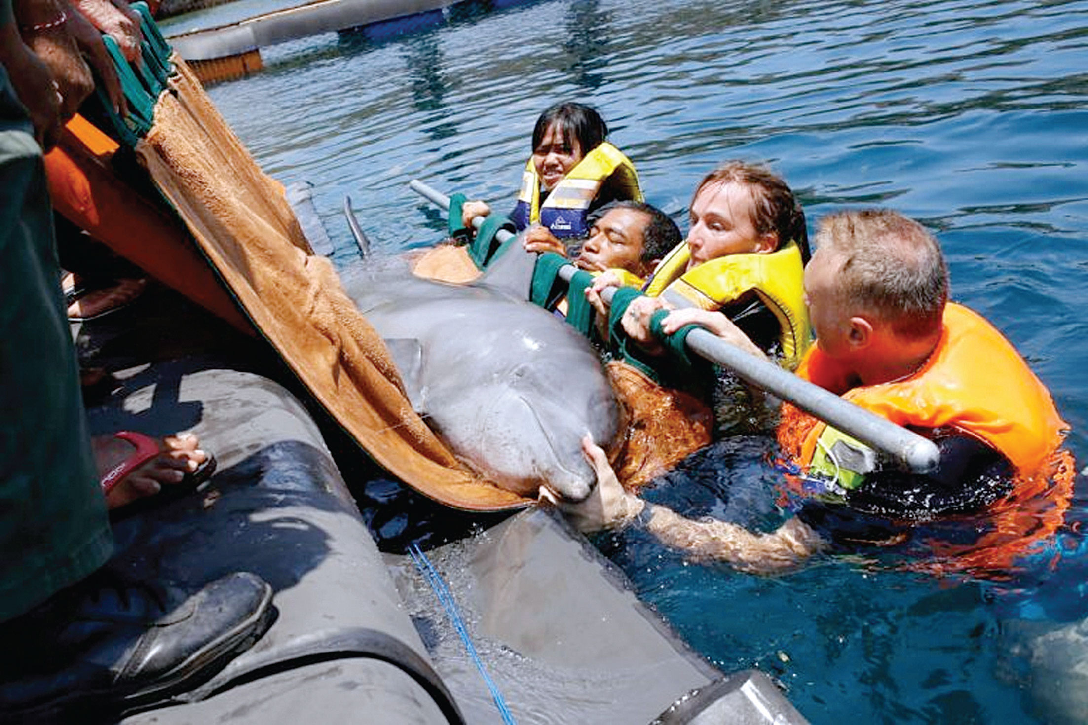 Femke den Haas (kedua dari kanan) dan para pegiat Jakarta Animal Aid Network (JAAN) lainnya mengevakuasi lumba-lumba yang dieksploitasi 