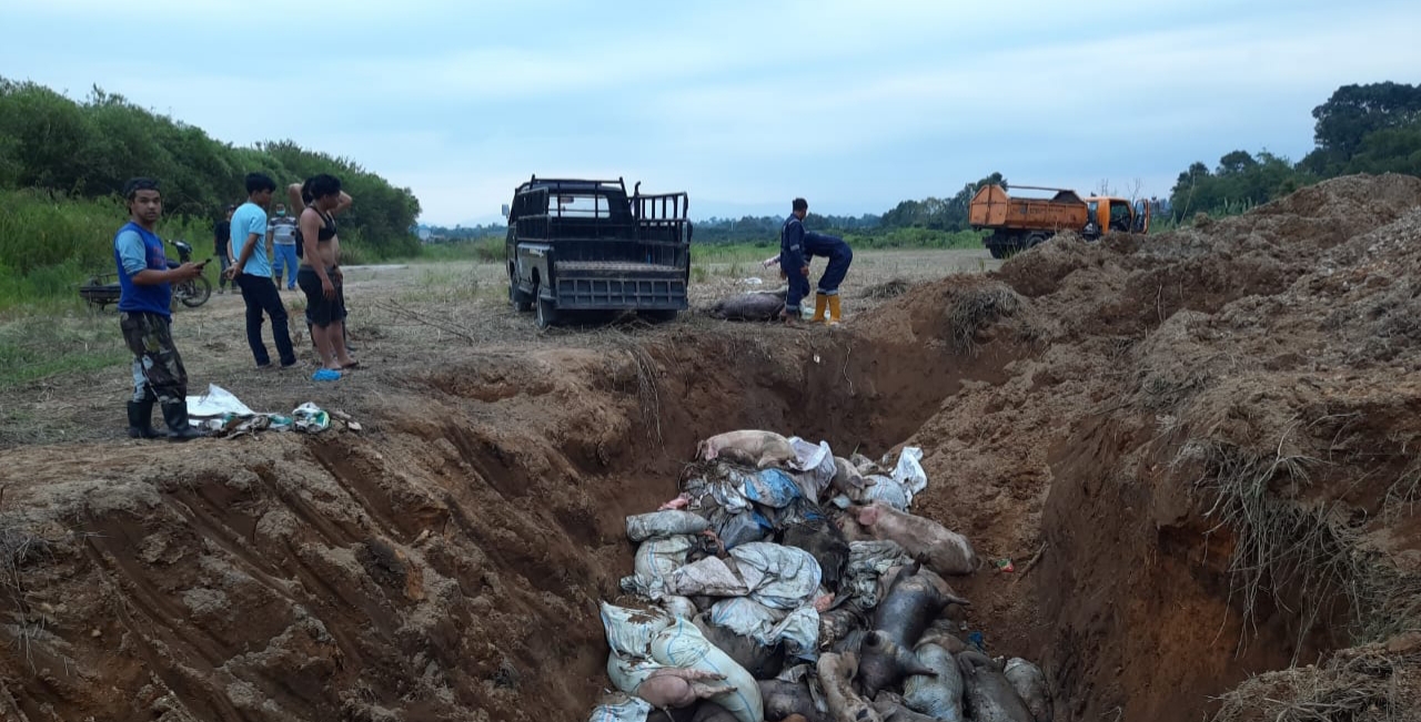 Babi yang mati akibat demam babi dikubur massal
