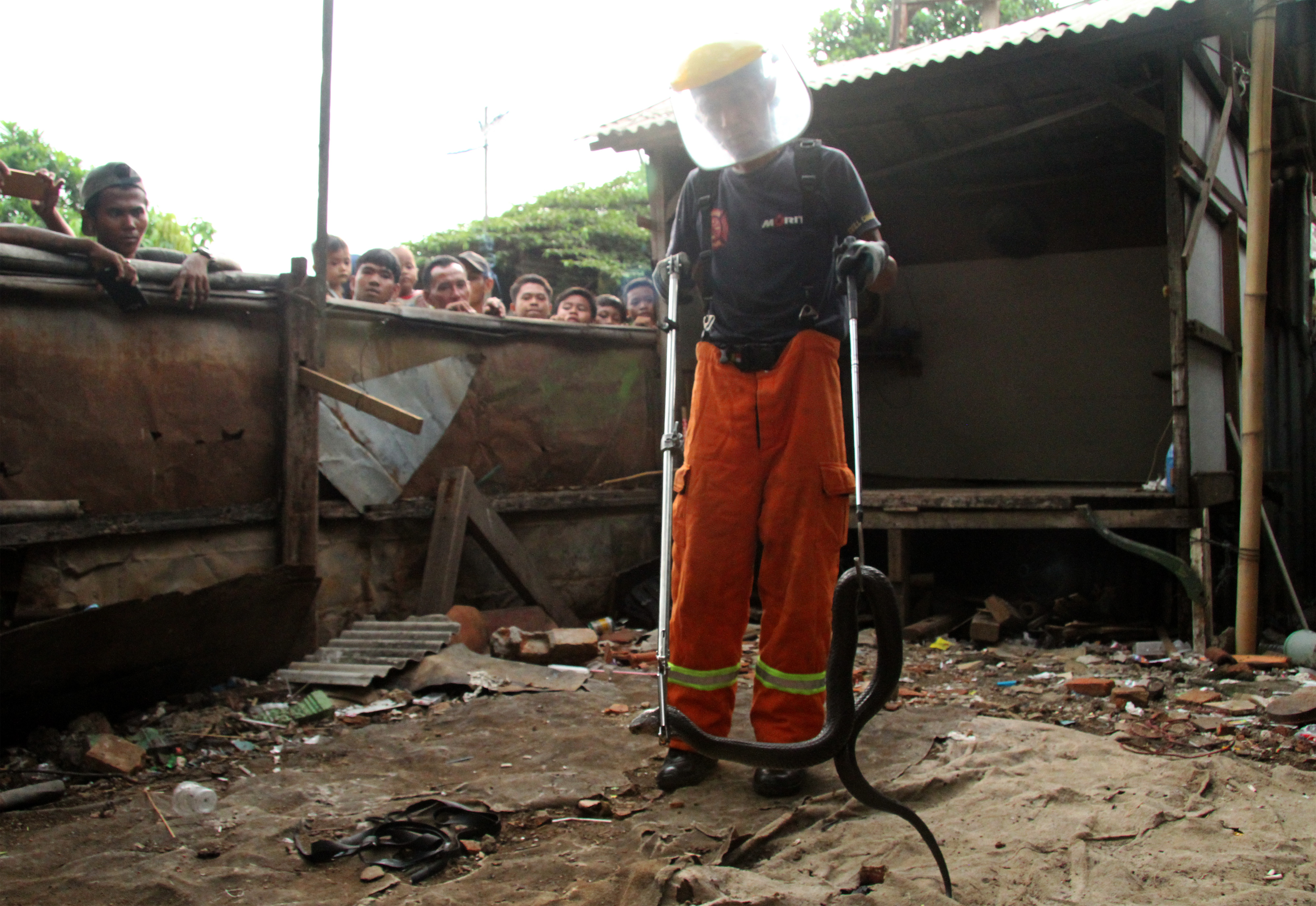 Seorang petugas Damkar mengevakuasi seekor ular jenis king cobra di kawasan permukiman Jakasampurna, Bekasi, Jabar, Kamis (12/12).
