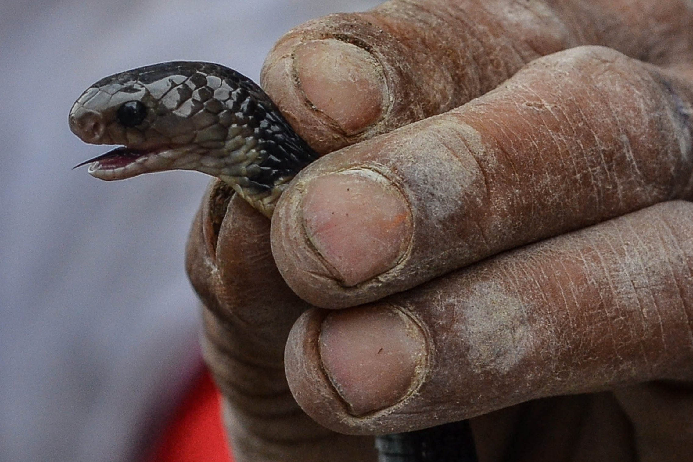 Warga menangkap ular sendok jawa atau kobra jawa di Kabupaten Tasikmalaya, Jawa Barat, Senin (16/12/2019).
