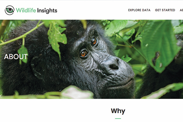 Wildlife Insights, Platform AI untuk Konservasi Satwa