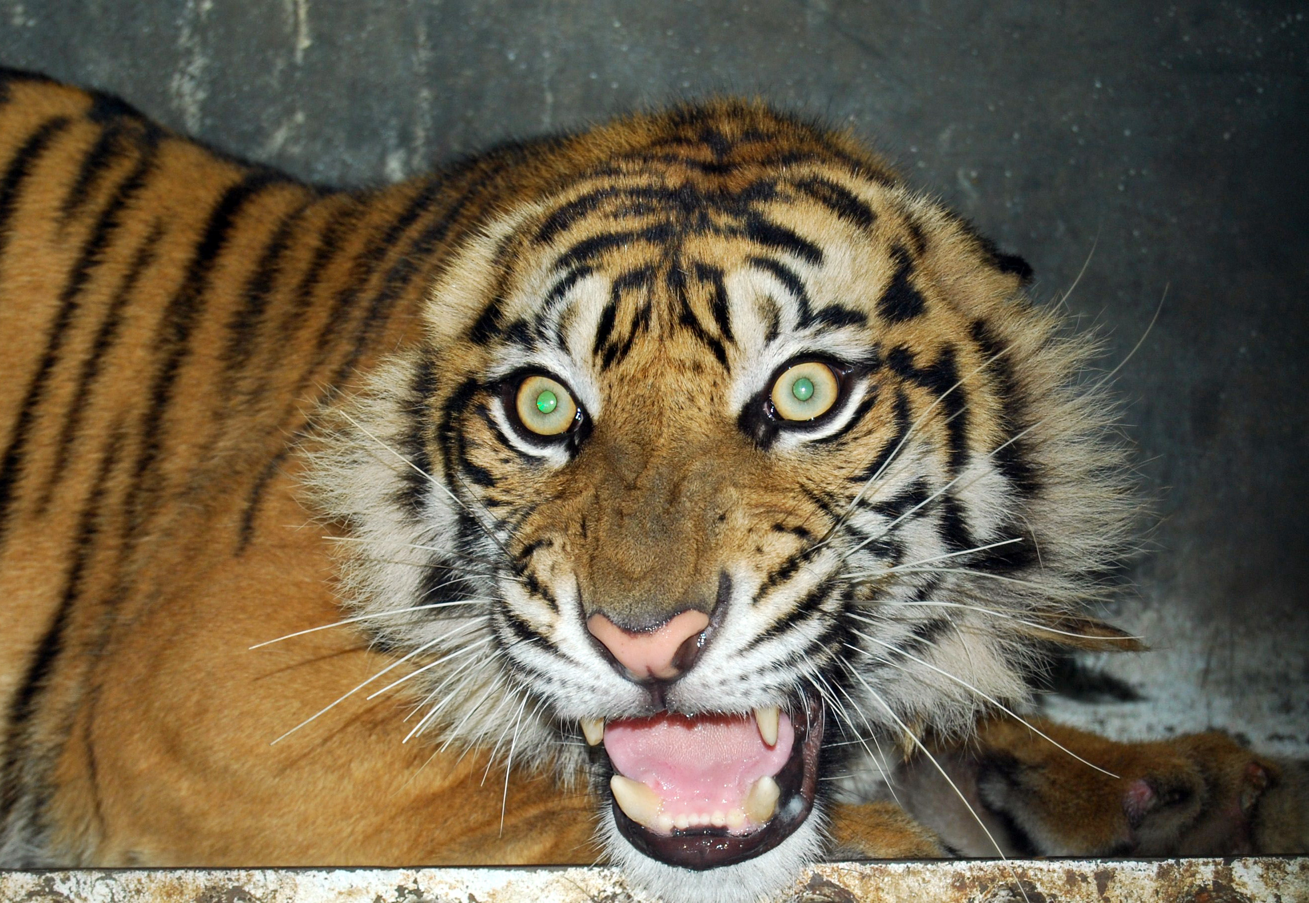 harimau sumatera