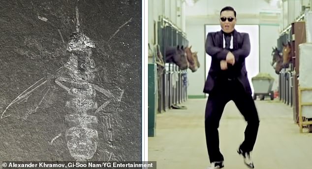 Buccinatormyia gangnami telah berpose 'Gangnam Style' bahkan sebelum PSY melansir hitnya itu.