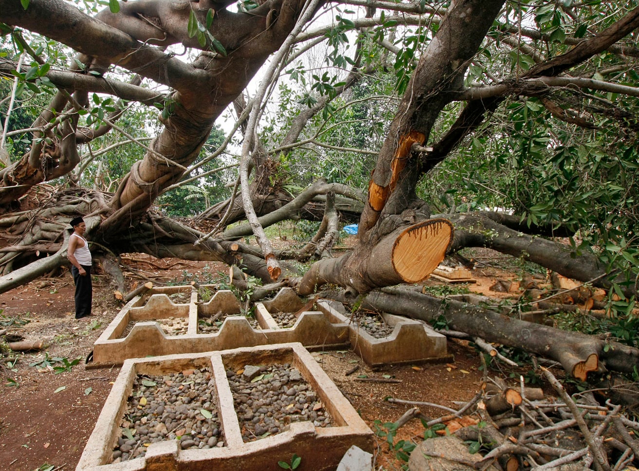 Warga melihat pohon Jambiran yang tumbang di Kampung Leuwinanggung RT 03/10, Kecamatan Tapos, Depok, Jawa Barat, Rabu (11/10).