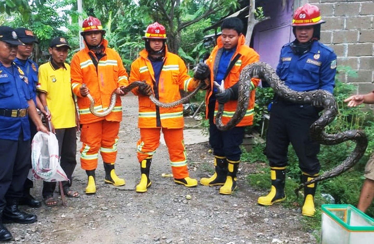 Petugas menunjukkan tangkapan ular kobra. Membersihkan rumah bisa meminimalisir masuknya ular ke rumah. 