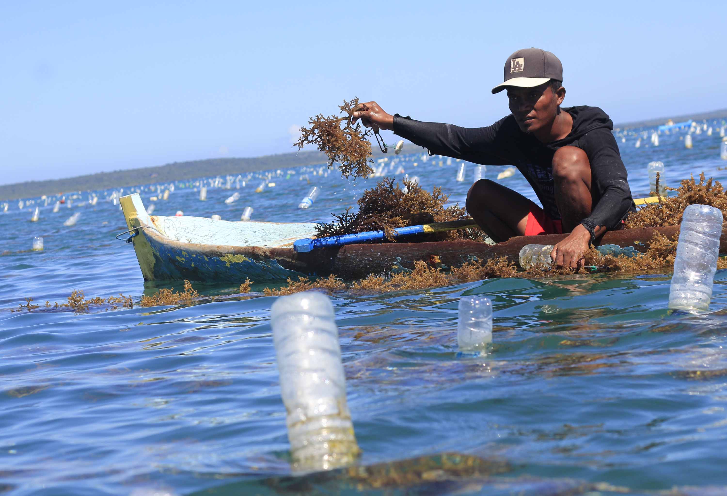 Petani menunjukkan bibit rumput  di Desa Tablolong,Kabupaten Kupang. Produksi rumput laut merosot pasca meledaknya anjungan minyak Montara.