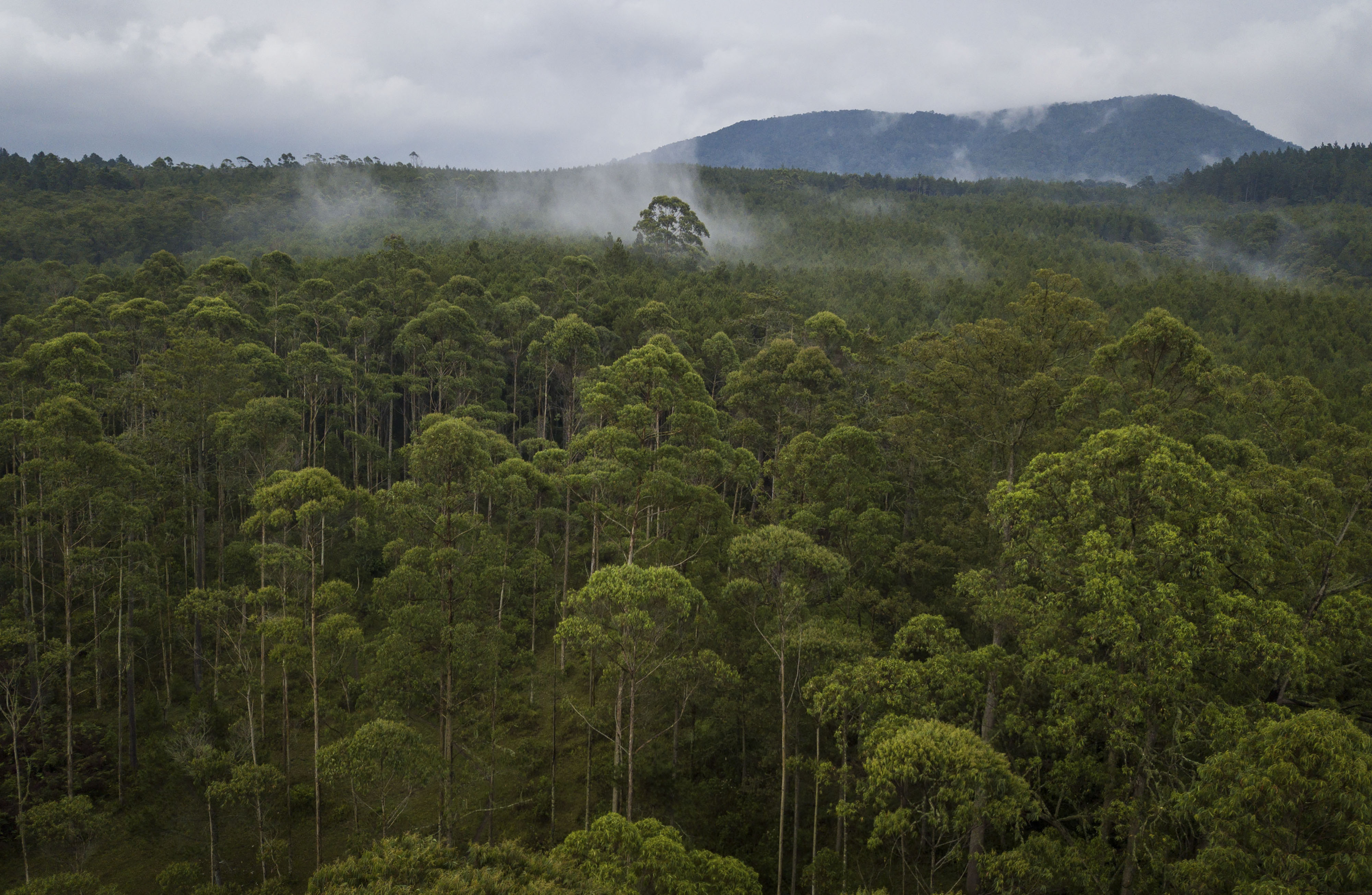 Foto udara kawasan hutan lindung di Cikole, Lembang, Kabupaten Bandung Barat, Jawa Barat
