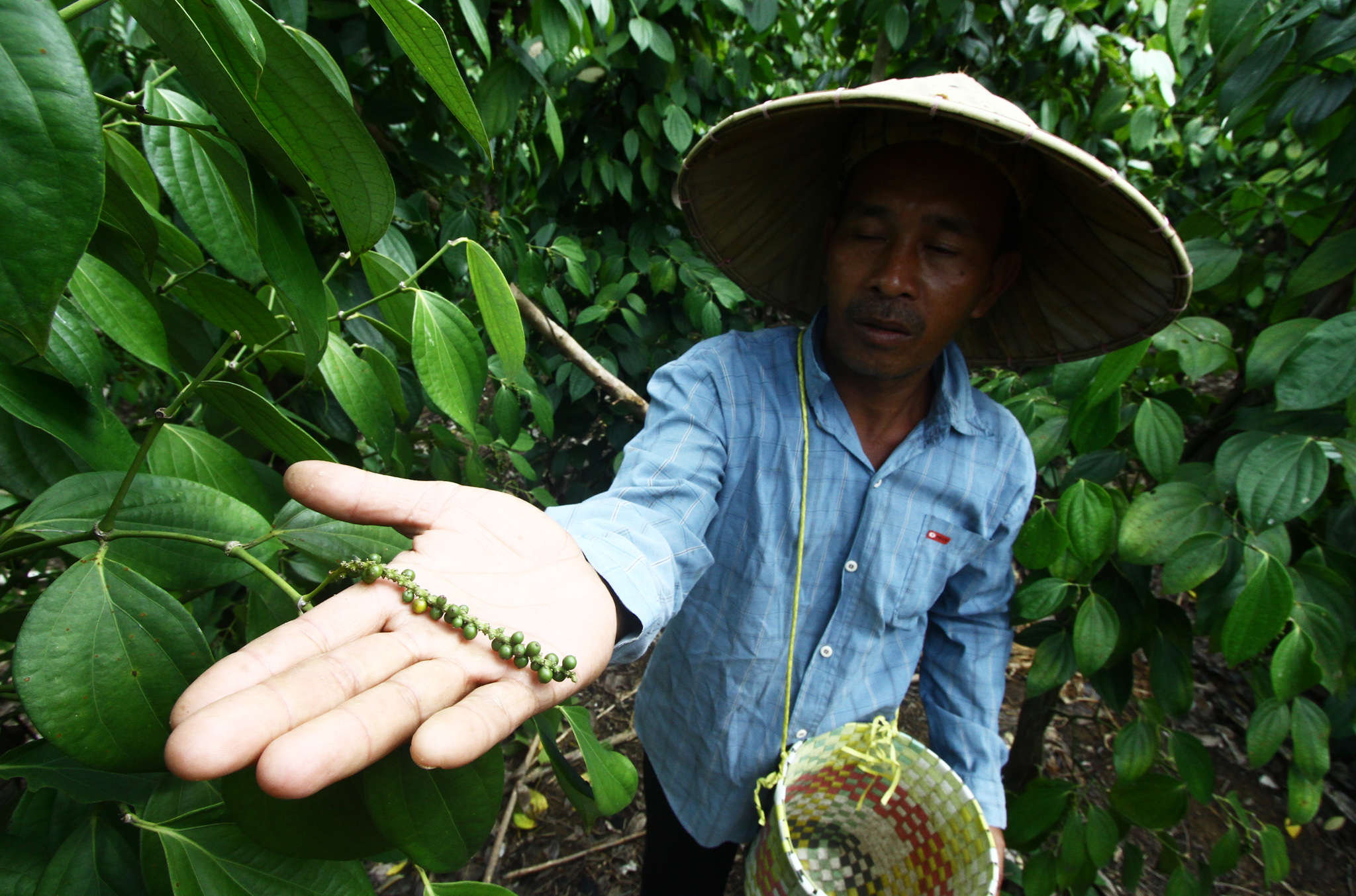 Ekspor Lada di Bangka Belitung Jangan Dibatasi