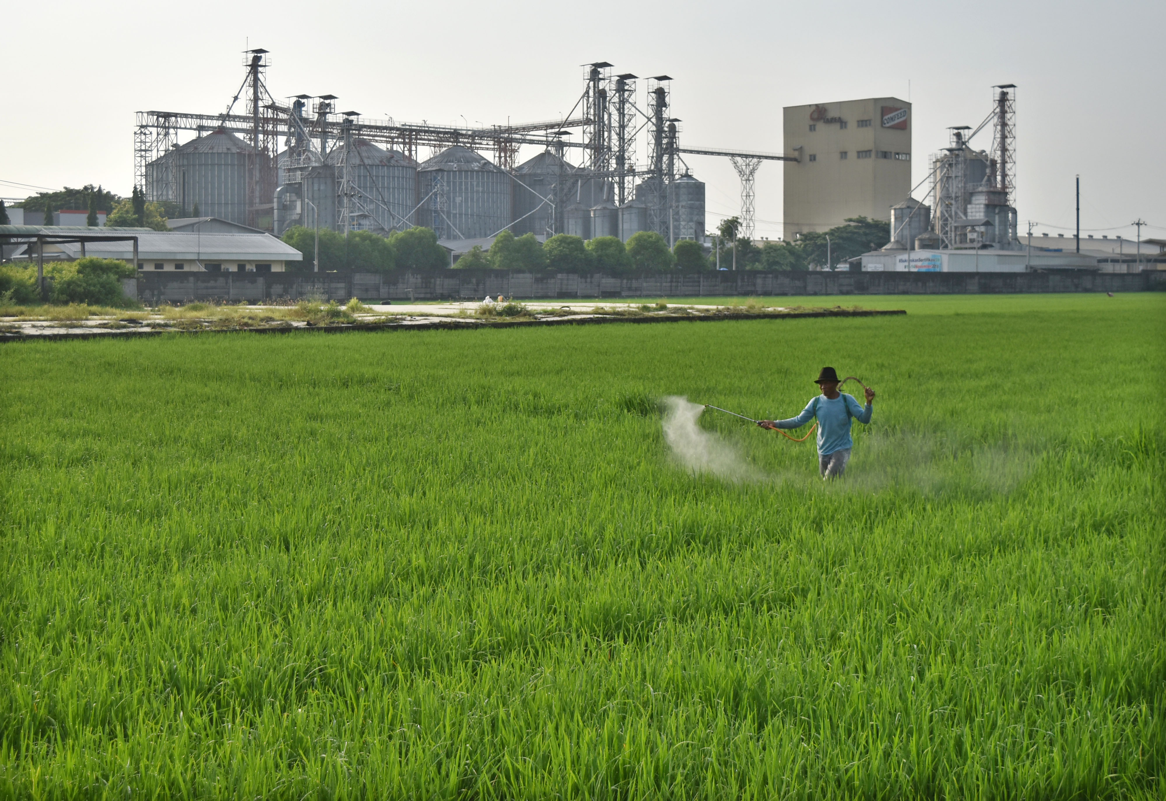  Petani menyemprotkan cairan pestisida ke tanaman padi miliknya di persawahan yang bersebelahan dengan kawasan pabrik 