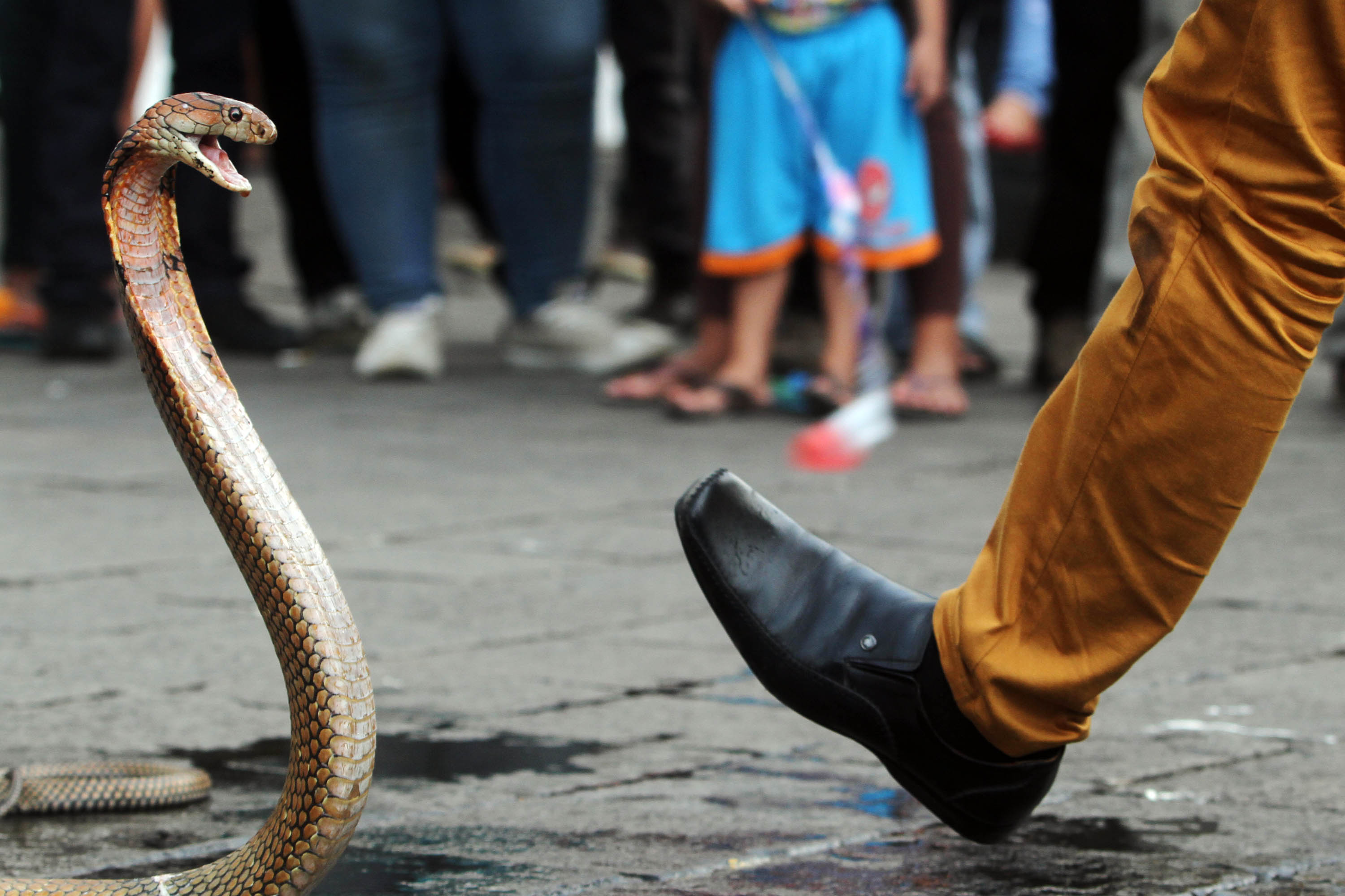 Tujuh rumah sakit di DKI Jakarta sediakan serum anti bisa ular untuk warga DKI tergigit kobra. 