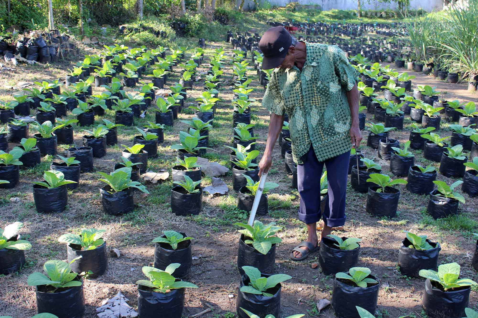 Petugas Balai Penelitian Tanaman Pemanis dan Serat, Malang, Jawa Timur, sedang merawat benih tembakau unggul di kebun balai setempat.