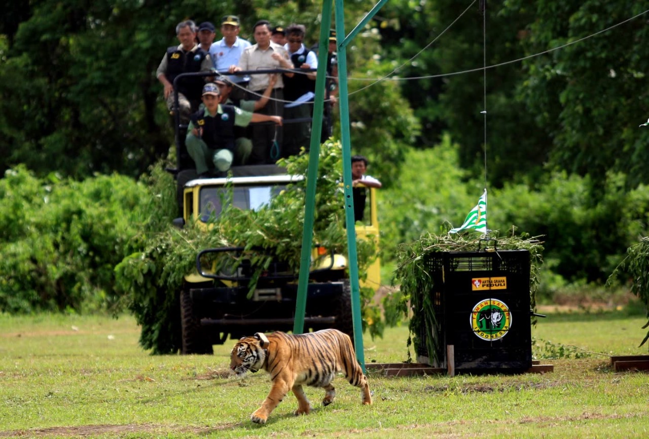  Tiger Rescue Center di Tambling Wildlife Nature Conservation (TWNC) yang dikelola oleh Artha Graha Peduli sebagai wadah konservasi harimau.