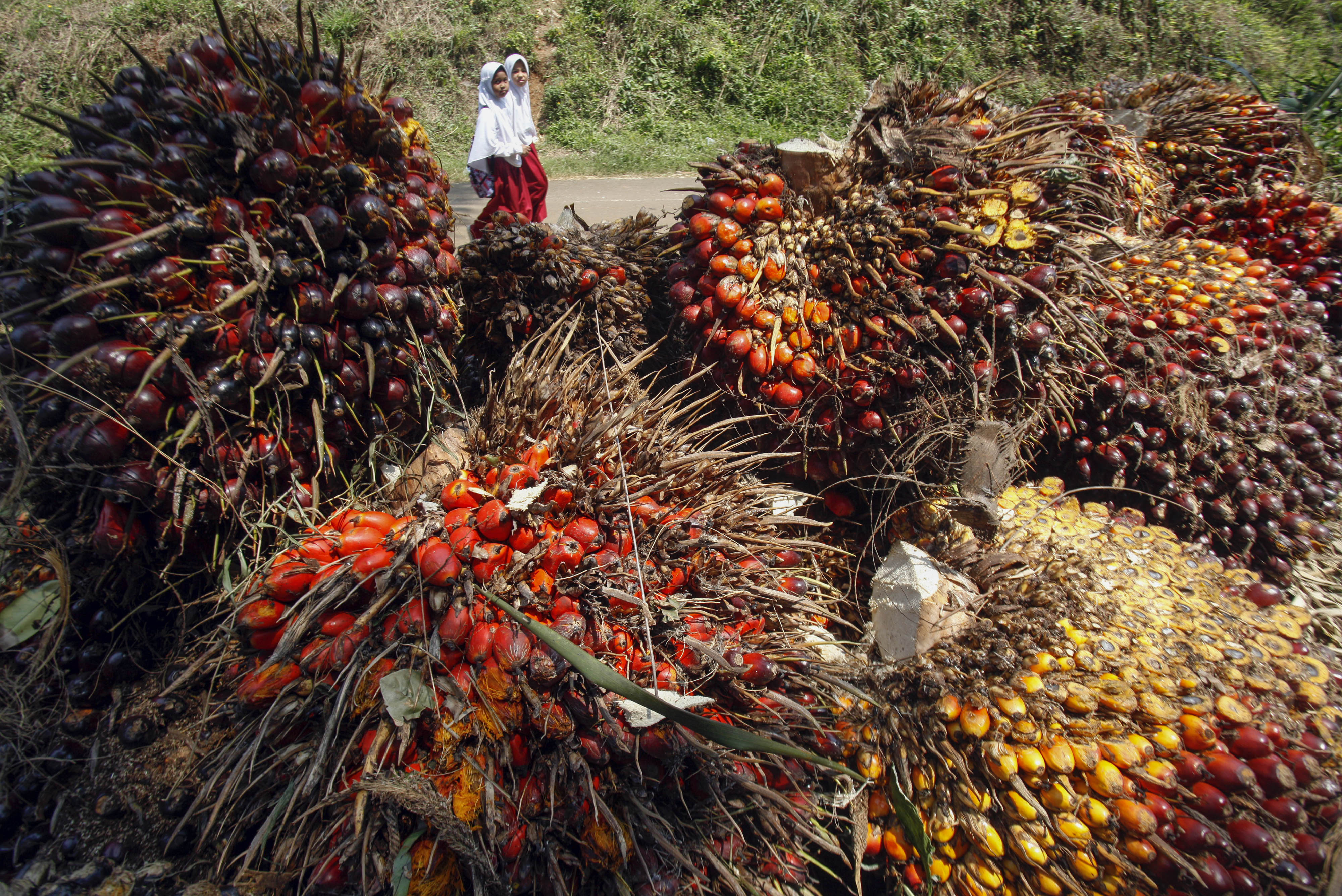 Kebijakan Jokowi Dongkrak Harga Minyak Sawit
