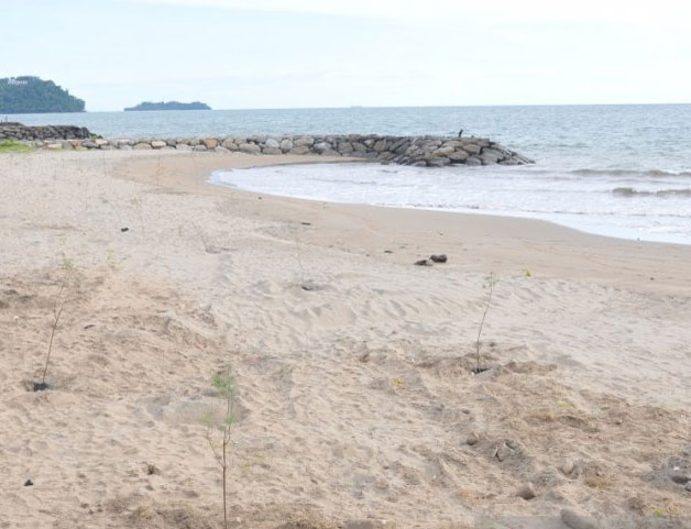 Cemara udang yang ditanam di Pantai Padang, Sumatera Barat untuk antisipasi guna mengurangi efek gelombang tsunami banyak yang mati  