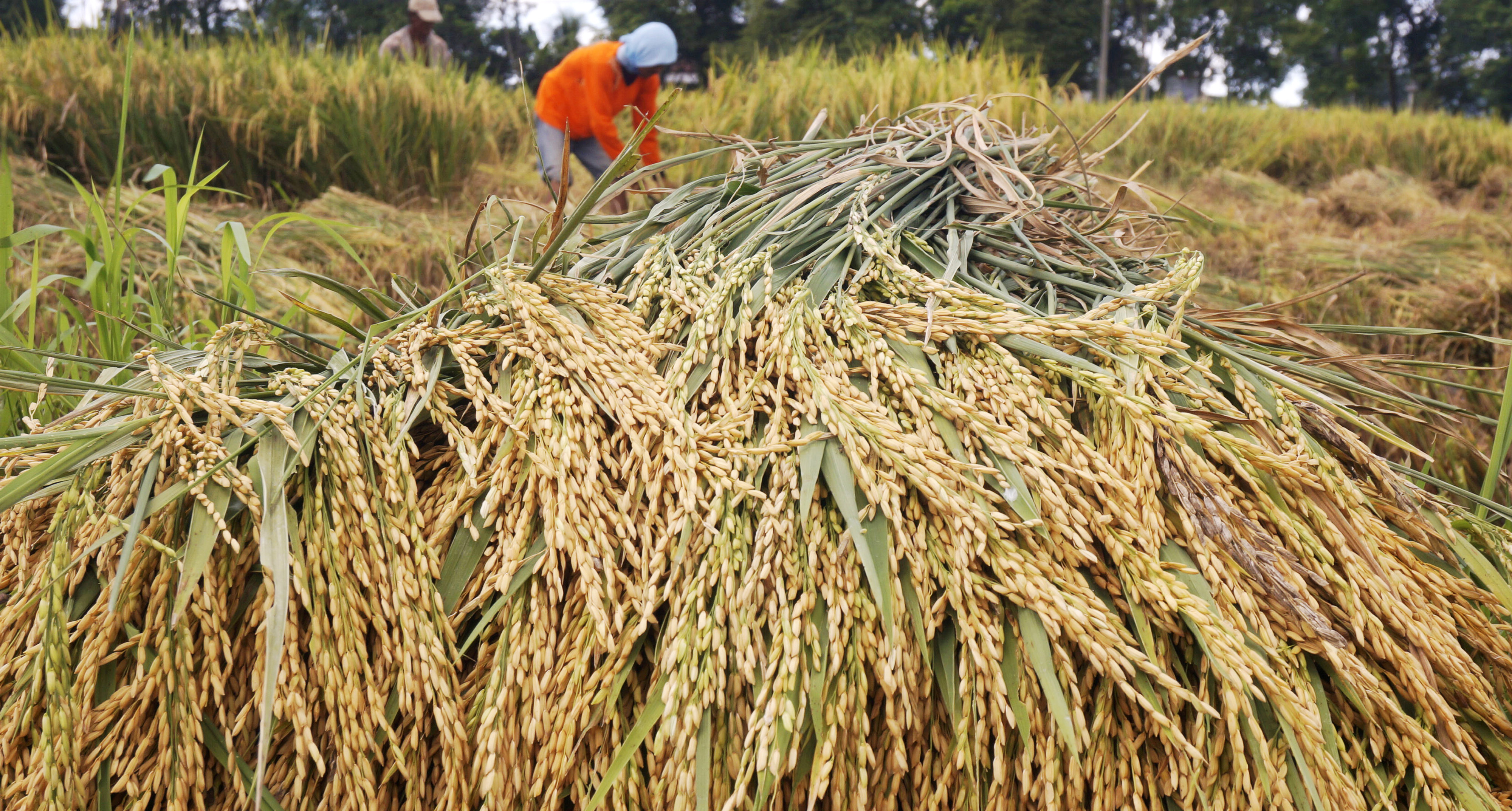 Panen Raya Picu Harga Gabah Turun 