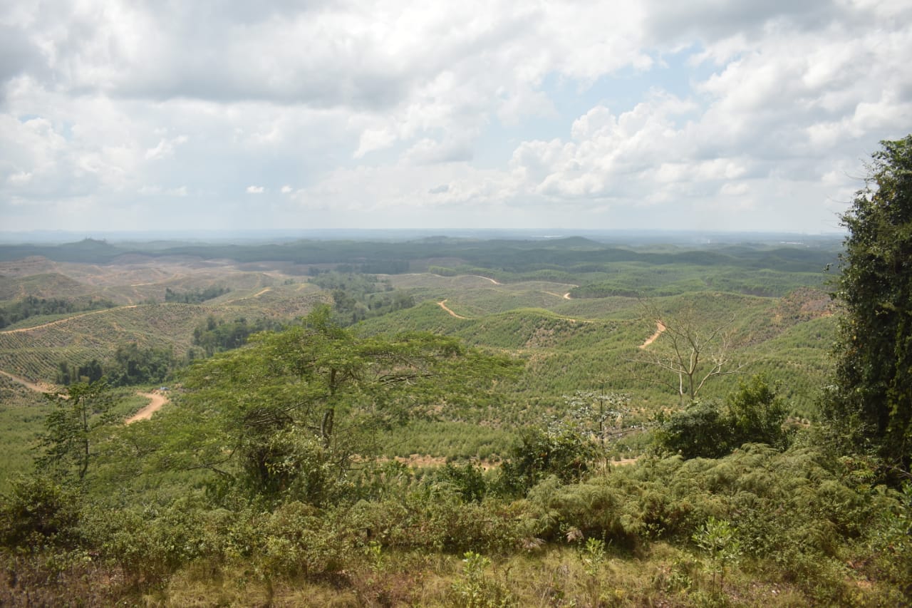 Hamparan lahan di wilayah ibu kota baru Indonesia yang terletak di Kalimantan Timur.