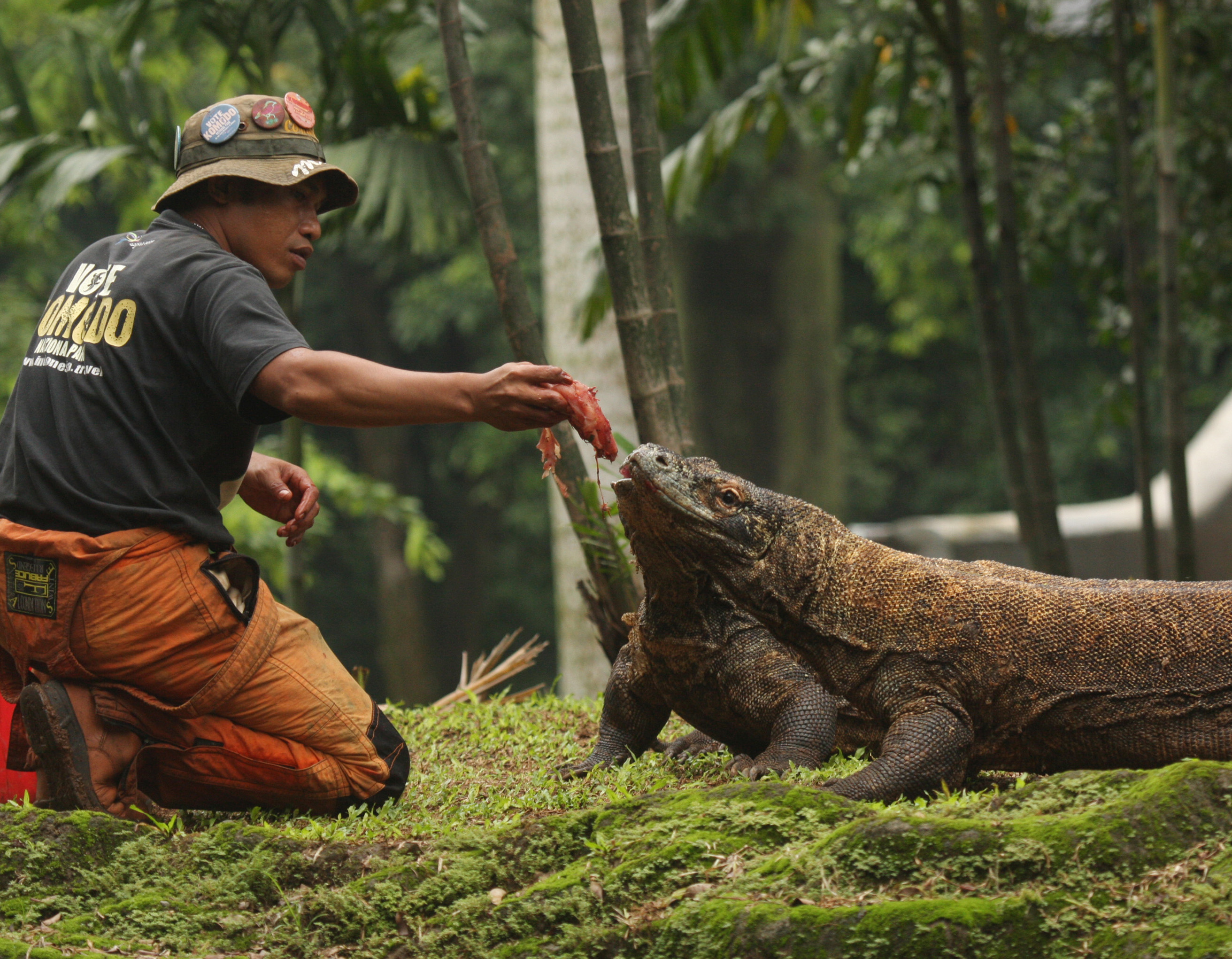 Petugas memberi makanan untuk komodo, Ragunan tutup