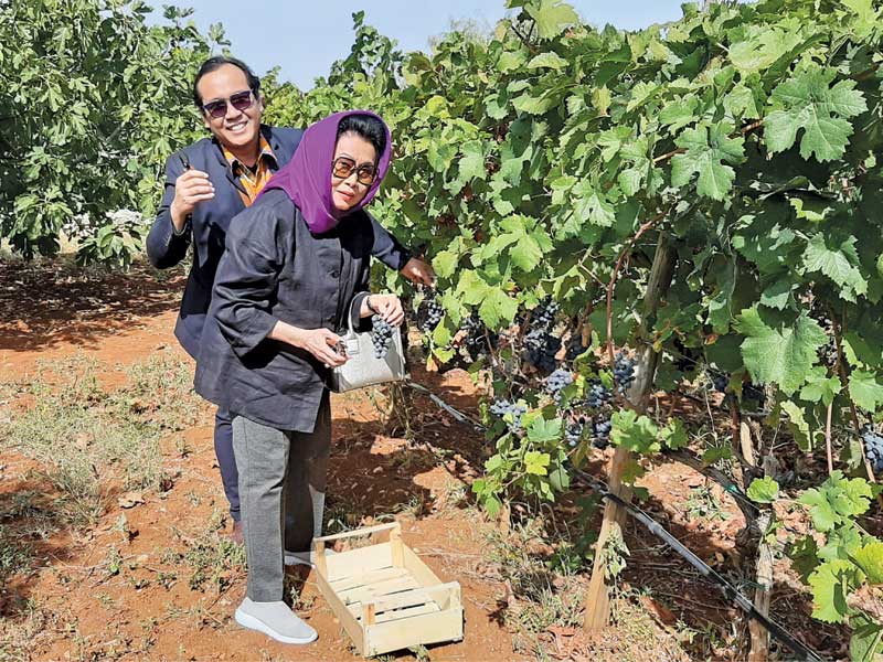 Dubes RI untuk Bosnia dan Herzegovina Amelia Achmad Yani memetik anggur dalam acara panen anggur tradisional di negeri itu.