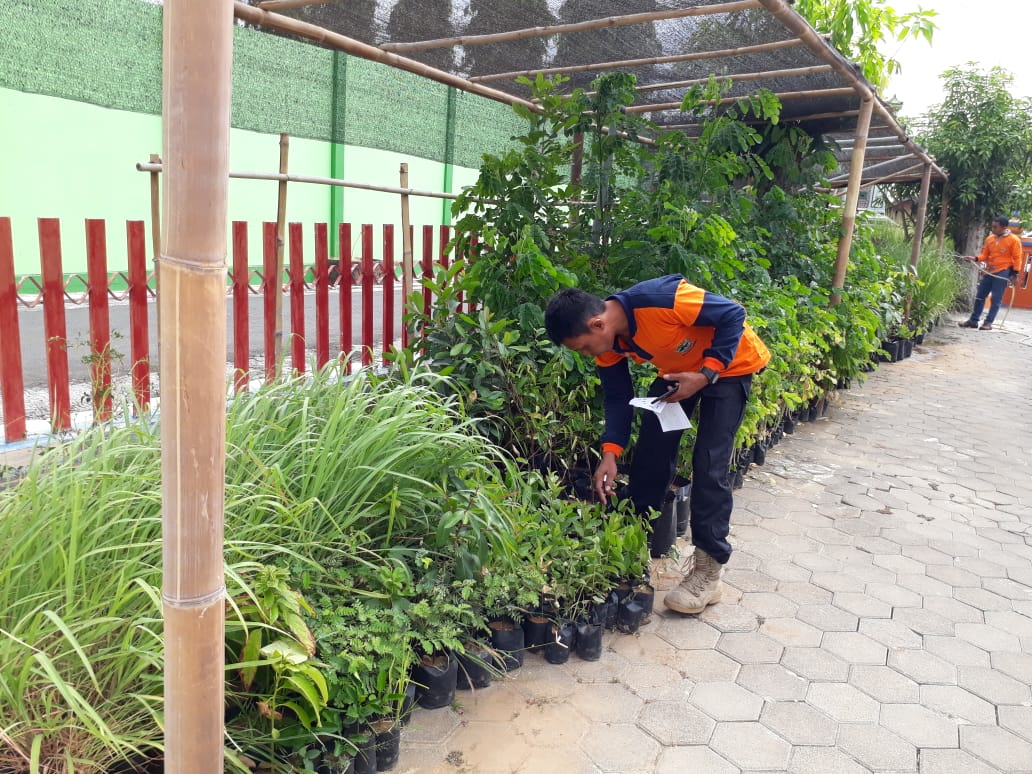 Ilustrasi--bibit tanaman