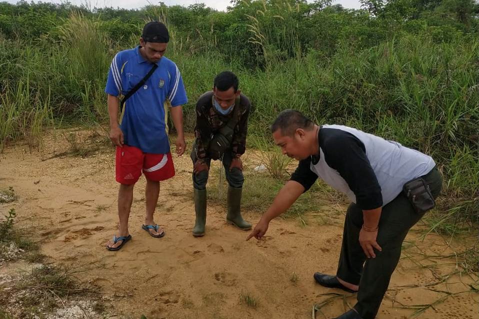 Diduga jejak kaki harimau ditemukan di Kecamatan Tambang, Kabupate Kampar, Riau