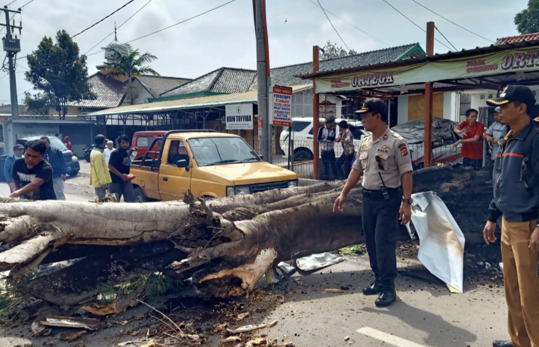 Sebuah pohon mahoni i Jalan Maribaya, Kabupaten Bandung Barat tumbang dan menutup akses jalan.