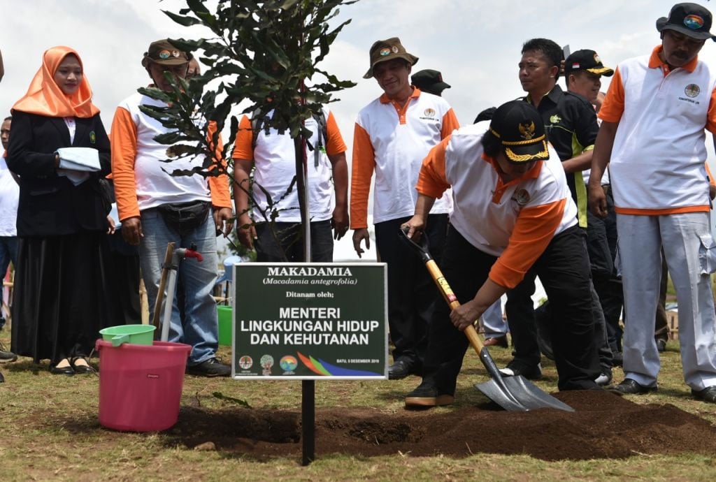Menteri Siti Nurbaya saat menanam kacang Macademia 