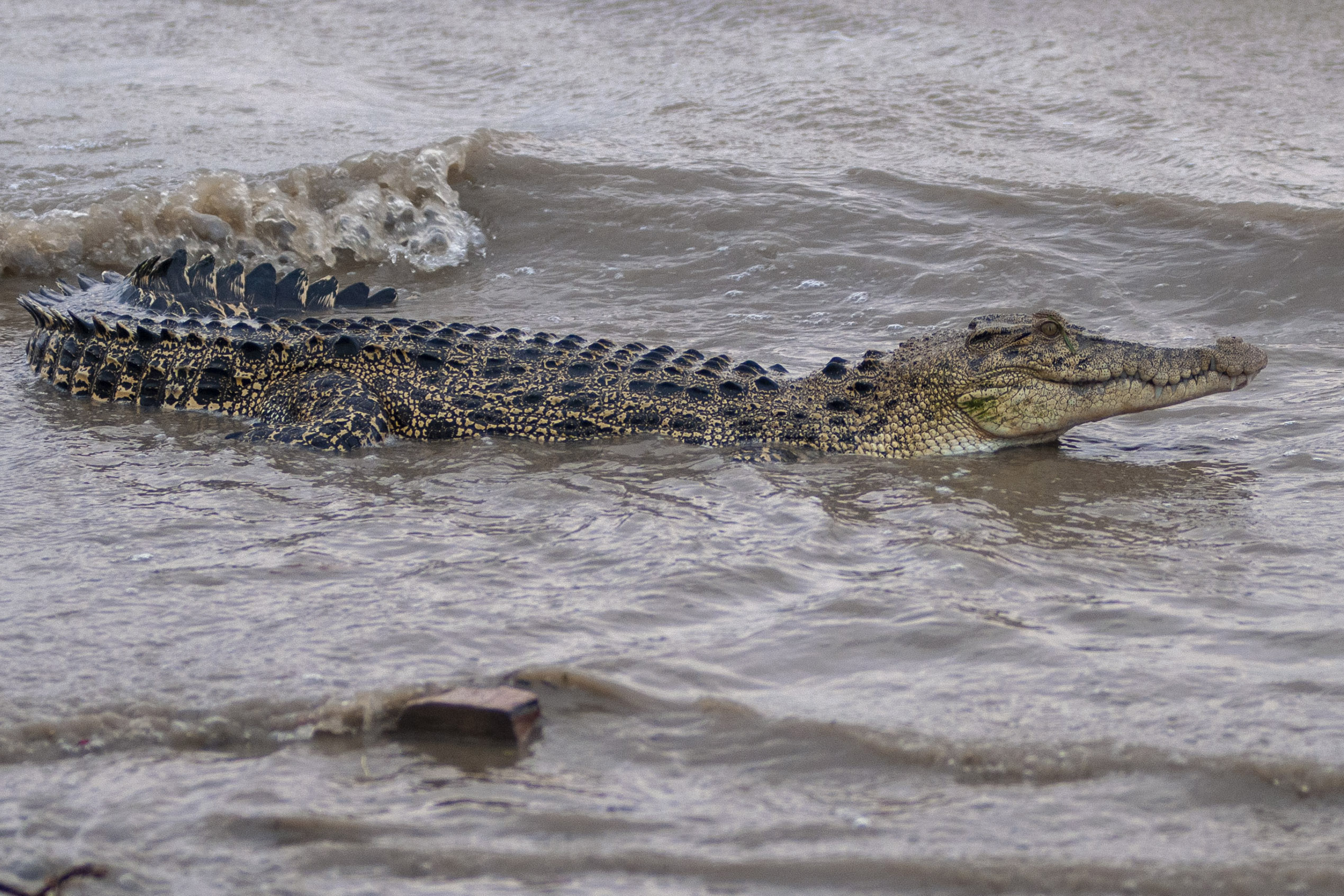Ilustrasi buaya yang berkeliaran di sungai. 