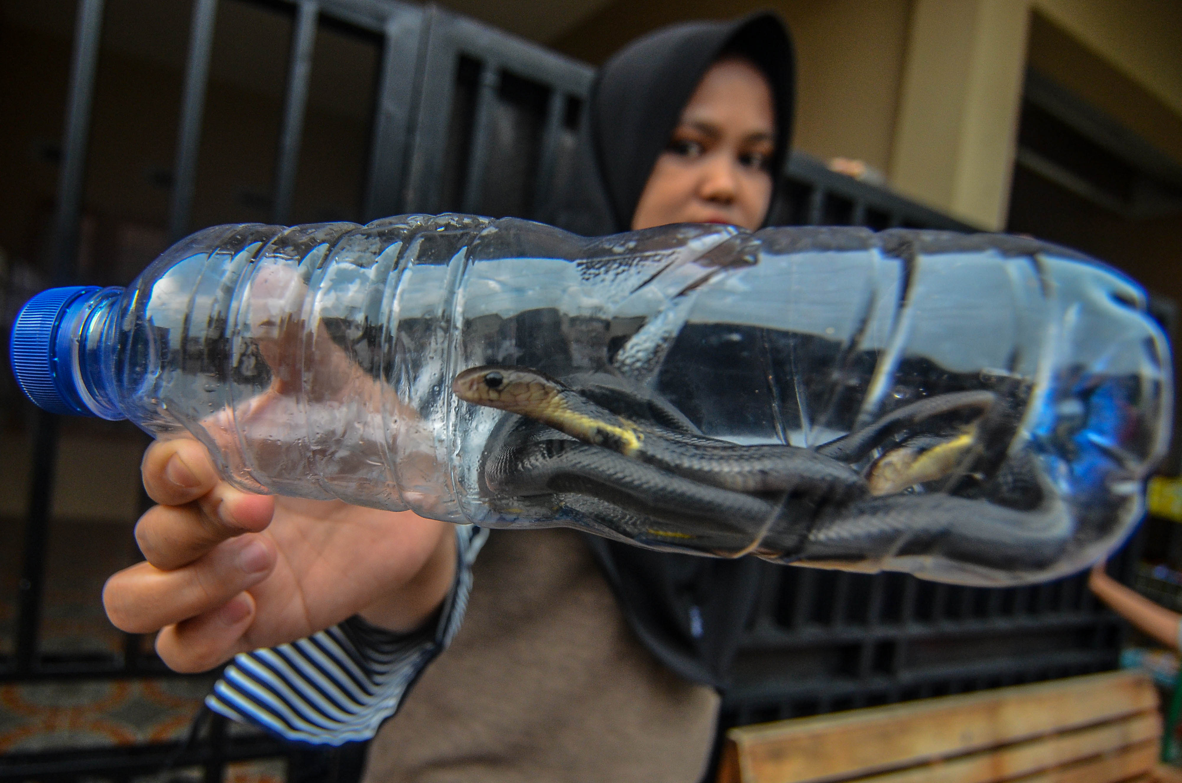 Warga menunjukan Ular sendok jawa atau kobra jawa (Naja sputatrix) di dalam bekas botol air mineral setelah berhasil ditangkap warga.