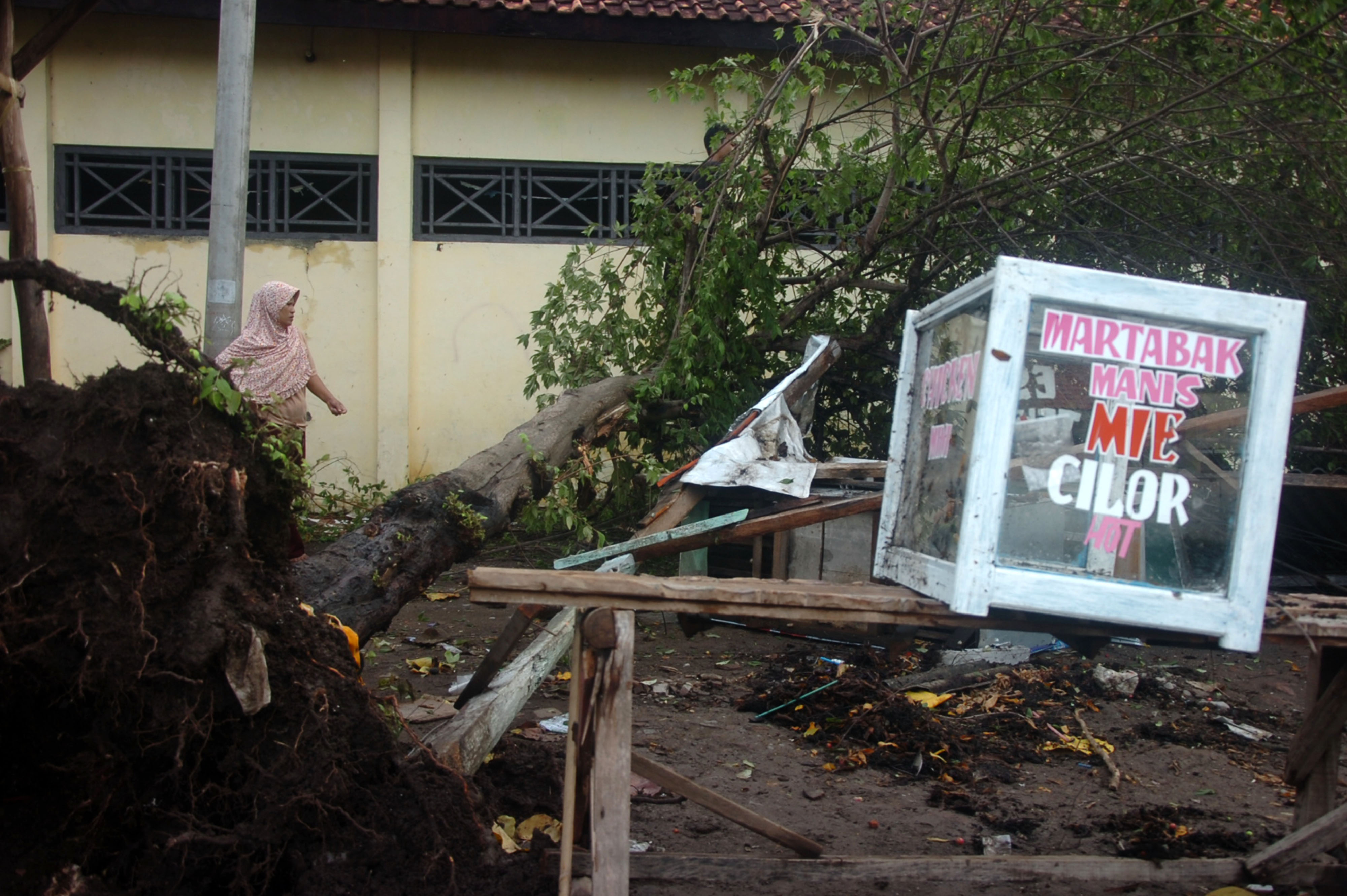 Sebuah pohon tumbang akibat hujan disertai angin kencang di Kabupaten Tegal, Jawa Tengah. 