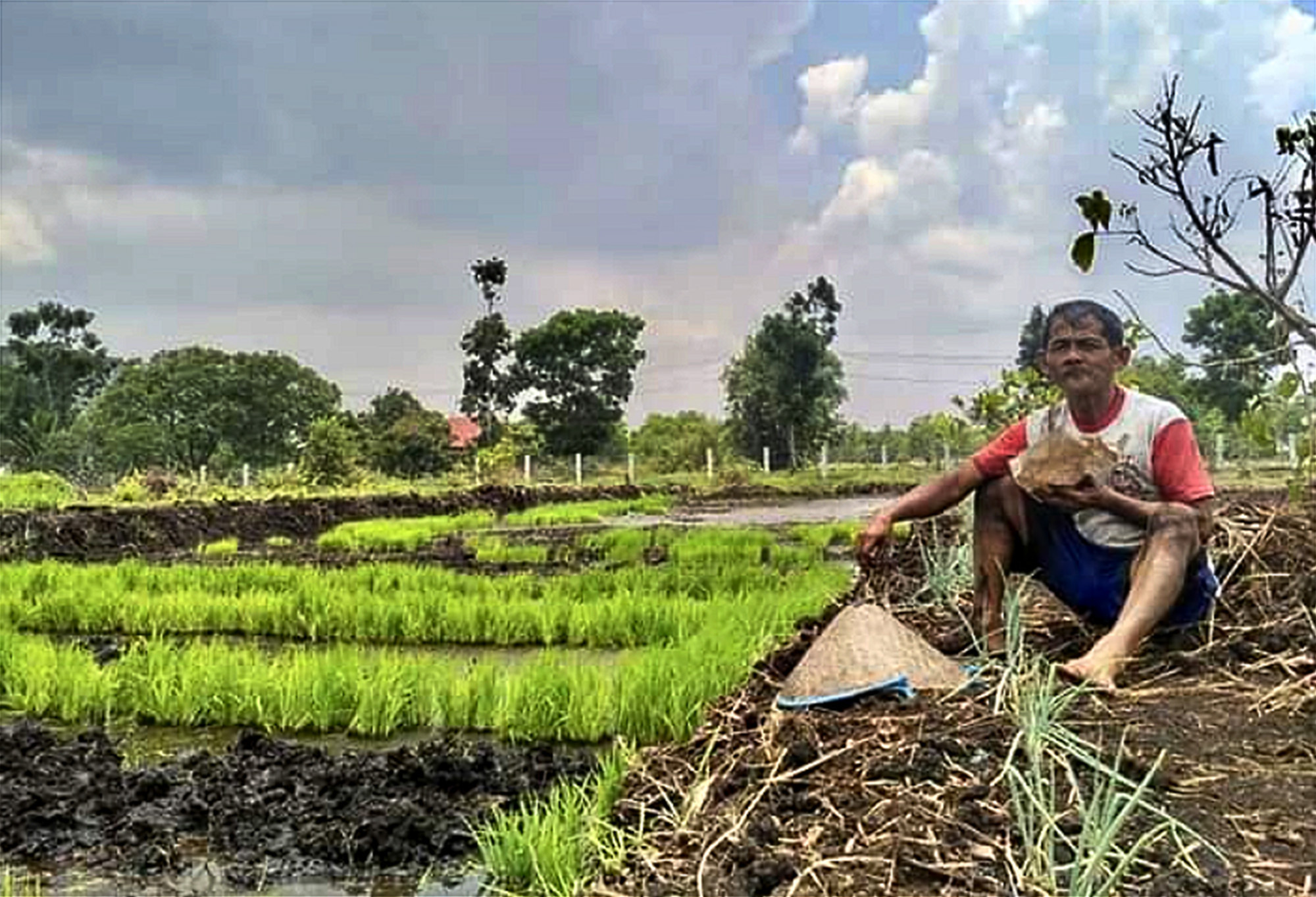 Petani di Kalimantan Tengah memanfaatkan lahan gambut untuk pertanian. 