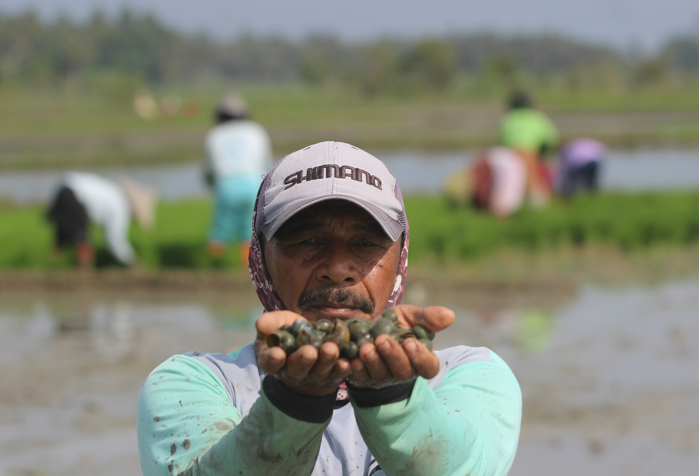 Seorang petani menunjukkan hama keong emas