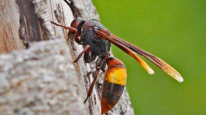 Tawon Vespa Affinis.