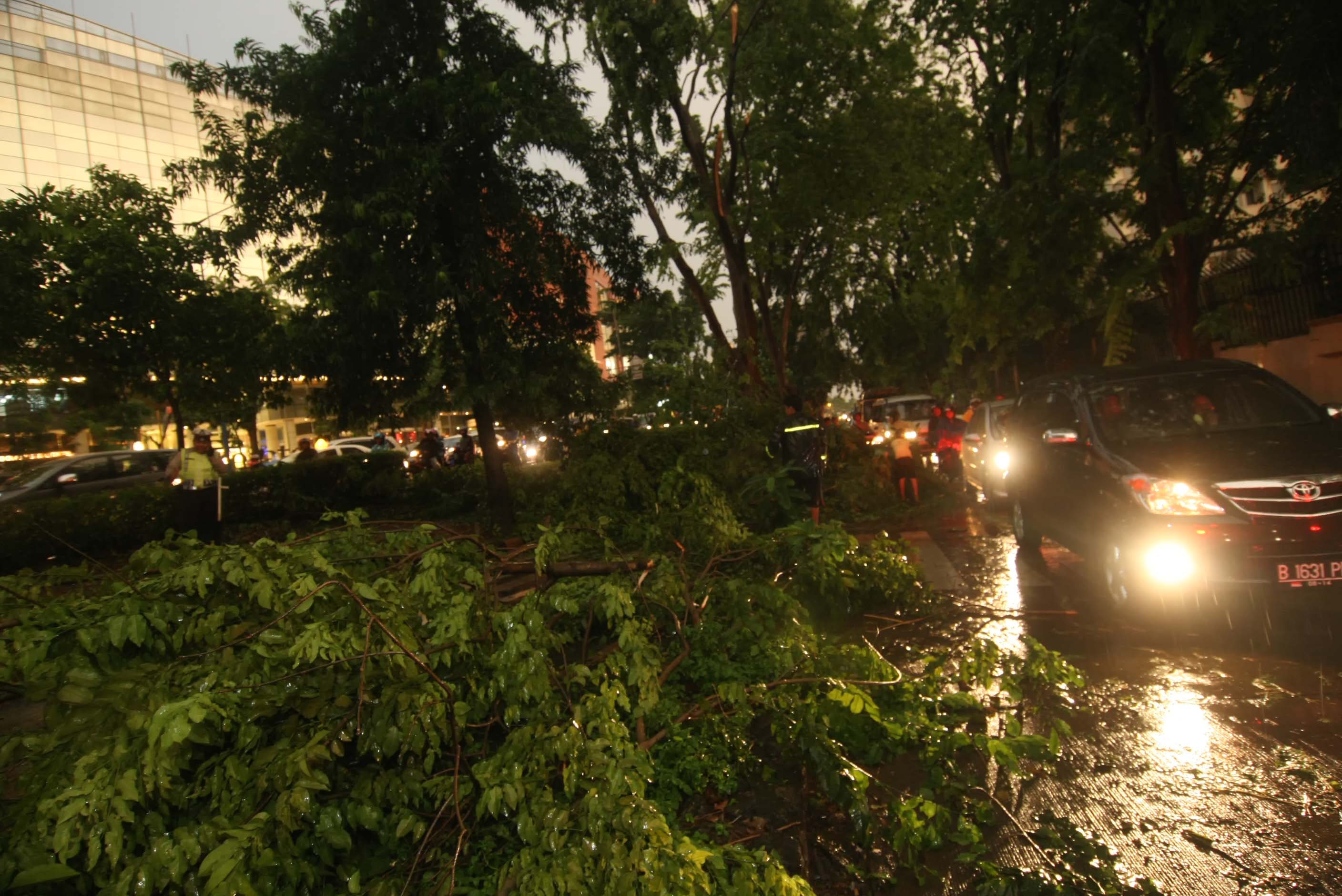 Ilustrasi pohon tumbang